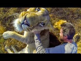 Φωτογραφία για Έτσι είναι να αγκαλιάζεις ένα λιοντάρι [Video]