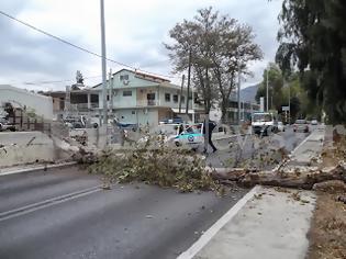 Φωτογραφία για Δέντρο έκοψε στη μέση το δρόμο στα Χανιά