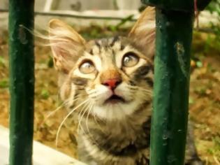 Φωτογραφία για Απίστευτη κτηνωδία στο Βόλο: Διεστραμμένος βίασε γάτα