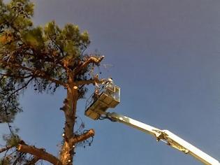Φωτογραφία για Πεντάωρη επιχείρηση του δήμου Πυλαίας-Χορτιάτη στο Πανόραμα για τον απεγκλωβισμό δένδρου από τα καλώδια της ΔΕΗ