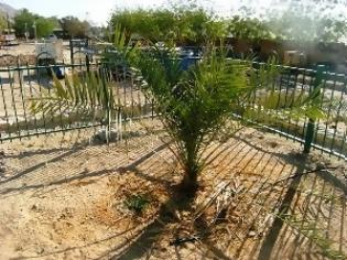 Φωτογραφία για Εξαφανισμένο δέντρο αναβιώνει από αρχαίους σπόρους σε σκεύος της εποχής του Ηρώδη