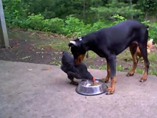 Φωτογραφία για Κότα κλέβει τροφή από Doberman [Video]