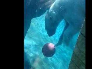Φωτογραφία για Aρκούδα παίζει μπάσκετ κάτω από το νερό! [video]