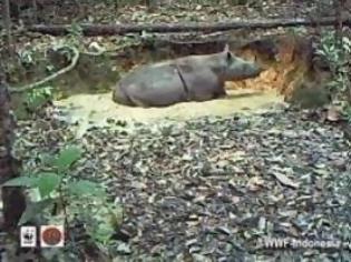Φωτογραφία για Εξαφανισμένος ρινόκερος της Σουμάτρας εμφανίστηκε στην Ινδονησία [video]
