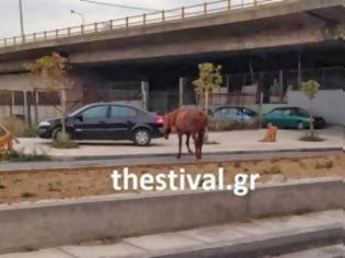 Φωτογραφία για Άλογο... έκοβε βόλτες στους δρόμους της Θεσσαλονίκης