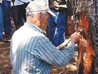 Φωτογραφία για Οικονομική ενίσχυση για τους ρητινεργάτες