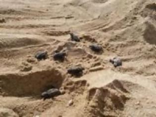 Φωτογραφία για Τριάντα νεογέννητα χελωνάκια στην Αγία Άννα της Νάξου