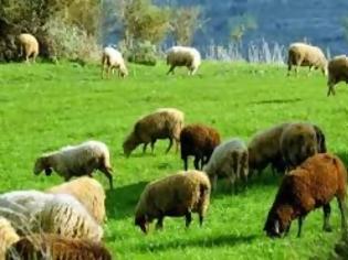 Φωτογραφία για Τα μέτρα του ΥπΑΑΤ για την αντιμετώπιση της ευλογιάς σε πρόβατα του Έβρου