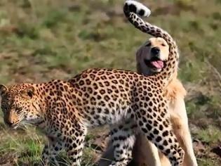 Φωτογραφία για Ο πανέξυπνος σκύλος που κατάφερε να ξεγελάσει μια λεοπάρδαλη