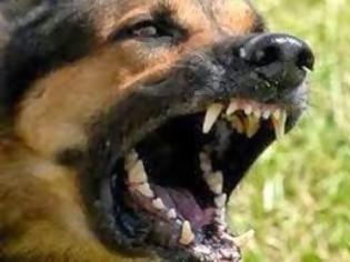 Φωτογραφία για Ταξιτζήδες γλίτωσαν δυο Τρικαλινές από του... σκύλου τα δόντια