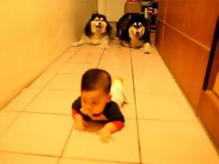 Φωτογραφία για Σκύλοι μιμούνται το μπουσούλημα ενός μωρού [video]