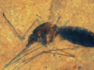 Φωτογραφία για Ανακαλύφθηκε κουνούπι 46 εκατομμυρίων ετών με αίμα στο στομάχι του