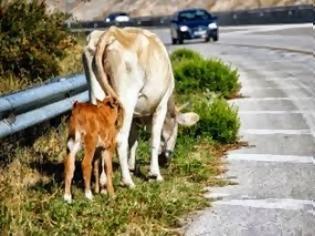 Φωτογραφία για Mηχανόβιος ήρθε κεφάλι με κεφάλι με αγελάδα μέσα στην Εγνατία!