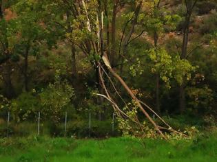 Φωτογραφία για Γαλατάς: Πτώσεις δέντρων και διακοπές ρεύματος