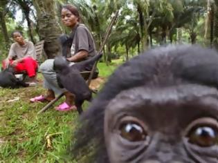 Φωτογραφία για Οι πίθηκοι παρηγορούν ο ένας τον άλλον… ανθρώπινα (video)
