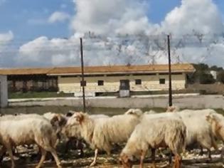 Φωτογραφία για Σε απόγνωση οι κτηνοτρόφοι του Έβρου