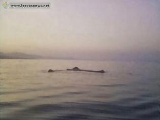 Φωτογραφία για Μαρτυρίες για φάλαινες στη Θερμή Λέσβου