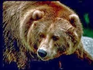 Φωτογραφία για Άλλη μια επίθεση αρκούδας σε στάβλο στο Λείψι Γρεβενών