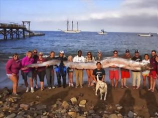 Φωτογραφία για Θαλάσσιο «τέρας» μήκους 5,5 μέτρων ανακαλύφθηκε στην Καλιφόρνια