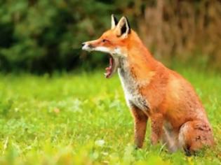 Φωτογραφία για Ξεκίνησε ο εμβολιασμός των κόκκινων αλεπούδων
