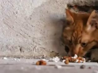 Φωτογραφία για Εχτισαν γάτα μέσα σε τοίχο στη Θεσσαλονίκη! (video)
