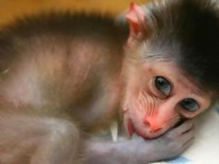 Φωτογραφία για Και οι μαϊμούδες «συζητούν» ευγενικά
