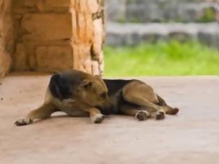 Φωτογραφία για Απάνθρωπο! Σκότωσαν 9 σκυλάκια στα Τρίκαλα