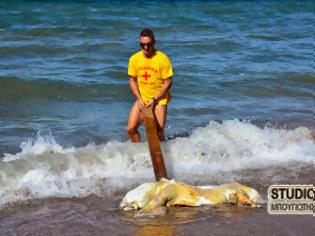 Φωτογραφία για Ναύπλιο: Ακόμα μια θαλάσσια χελώνα νεκρή στην παραλία Καραθώνα