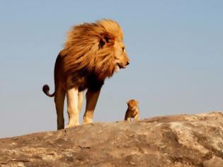 Φωτογραφία για Ο «Βασιλιάς των Λιονταριών» στην πραγματική ζωή