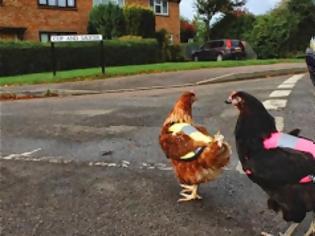 Φωτογραφία για Βρετανία: Ανάρπαστα τα φωσφοριζέ γιλέκα για…κότες