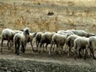 Φωτογραφία για Αγριογούρουνο σκότωσε κτηνοτρόφο