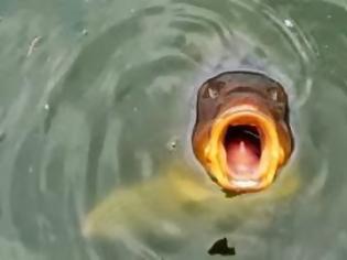 Φωτογραφία για Ένα γιγάντιο θαλάσσιο φίδι εκβράστηκε στην Καλιφόρνια