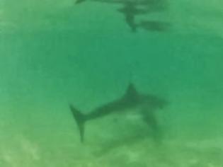 Φωτογραφία για Είδε μπροστά της καρχαρία την ώρα που έκανε σερφ [Video]