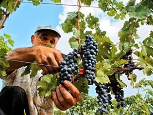 Φωτογραφία για Γεωργοί στη Θεσπρωτία αναδιαρθρώνουν τα αμπέλια τους!