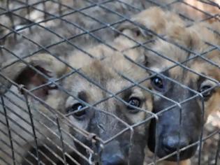 Φωτογραφία για Νέοι έλεγχοι στο παράνομο εμπόριο ζώων του Σχιστού