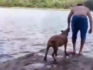 Φωτογραφία για Αληθινή αγάπη: Σκύλος «σώζει» το αφεντικό του που πέφτει στη θάλασσα! [video]