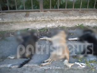 Φωτογραφία για Ηλεία: Θανάτωσαν τρεις σκύλους με φόλα στην Αμαλιάδα!