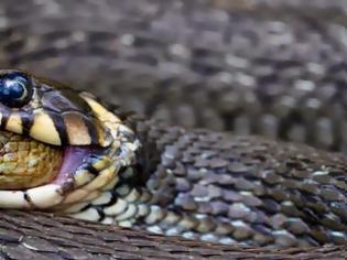 Φωτογραφία για Σπάνια ... φωτογραφία: Δείτε τι κατάπιε ζωντανό ένα φίδι!