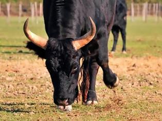 Φωτογραφία για Ταυρομαχία σε δρόμο της Ρουμανίας