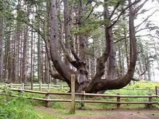 Φωτογραφία για Το παράξενο δέντρο… χταπόδι!