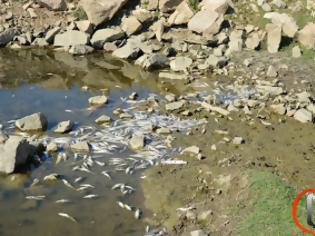 Φωτογραφία για Χιλιάδες νεκρά ψάρια στο Κεραμίδι Τρικάλων [video]