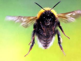 Φωτογραφία για Aπό Αλτσχάιιμερ μέχρι αθρίτιδα, οι μέλισσες θεραπεύουν τα πάντα