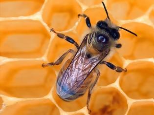Φωτογραφία για Οι μέλισσες έχουν εξαφανιστεί ήδη μια φορά;