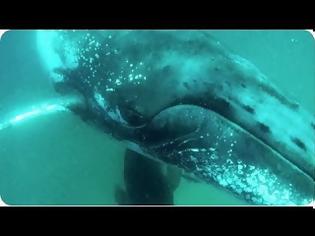 Φωτογραφία για Δείτε τι συμβαίνει όταν μια φάλαινα συγκρούεται με ένα δύτη! [video]