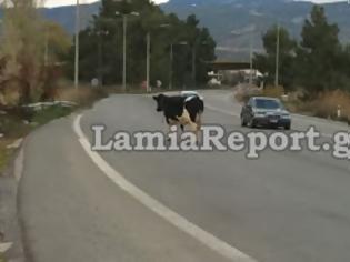 Φωτογραφία για Φθιώτιδα: Μετ΄ εμποδίων η επιστροφή - Στο πόδι η τροχαία - Προσοχή στις αγελάδες!