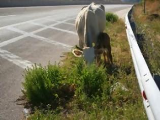 Φωτογραφία για Θανατηφόρο τροχαίο με αγελάδα έξω από τις Φοιτητικές Εστίες Ξάνθης
