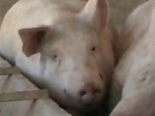Φωτογραφία για Έκλεψαν γουρούνια στα Τρίκαλα