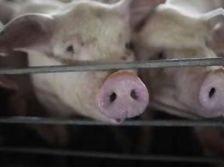 Φωτογραφία για Αιτωλοακαρνανία: Σοβαρά τραυματίας κτηνοτρόφος από γουρούνι που εξέτρεφε