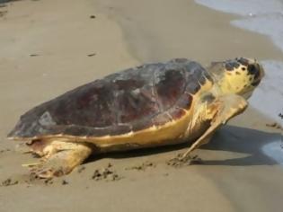 Φωτογραφία για Πάφος: Δίχτυα ψαρά σκότωσαν χελώνα καρέτα - καρέτα