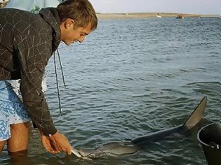 Φωτογραφία για Νέο είδος δελφινιού στα βόρεια της Αυστραλίας;